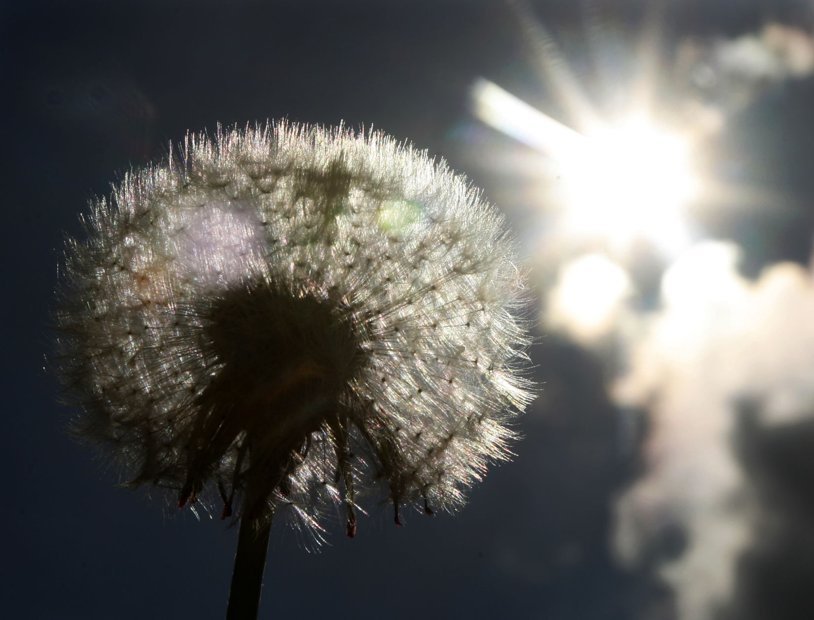 In Pueblo, it is illegal to let a dandelion grow within the city limits